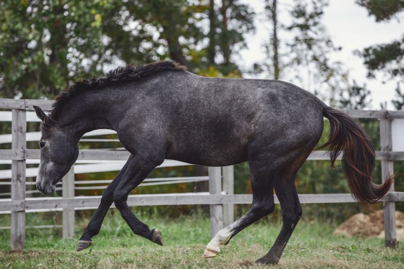 Equine Fence Installation